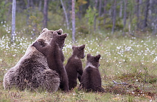 gray bear with three bear cubs on the green grass