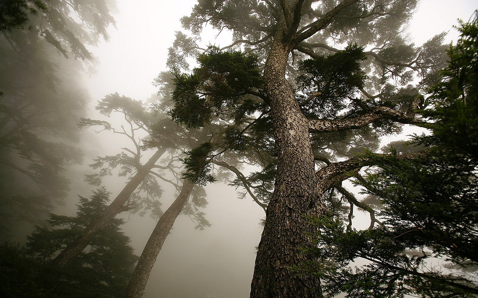 green trees photography HD wallpaper