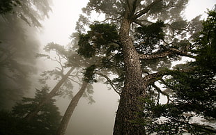 green trees photography