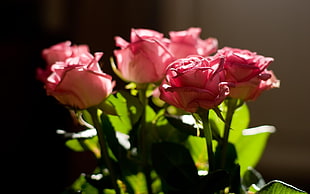 pink rose bouquet HD wallpaper