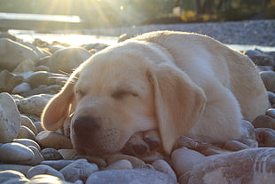 yellow Labrador Retriever puppy sleeping on rocky surface near river during daytime