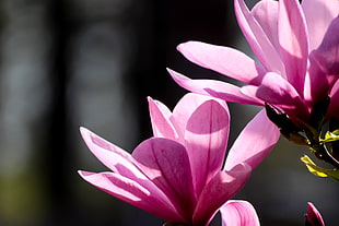 focus photo of purple petaled flower during daytime, magnolia HD wallpaper