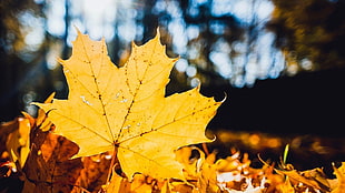 yellow maple leaf, nature, leaves, fall, maple leaves HD wallpaper