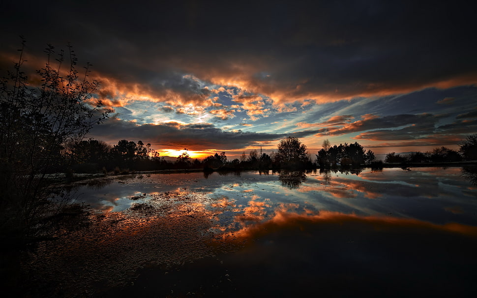 Sunset in forest illustration HD wallpaper