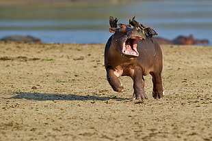 depth of field photography of hippo on seashore HD wallpaper