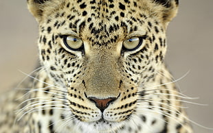 beige and black feline, leopard, animals, closeup, leopard (animal)