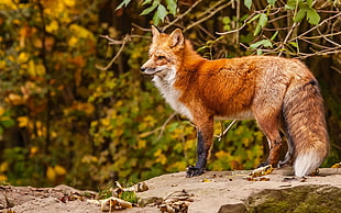orange and black fox, fox, animals, twigs