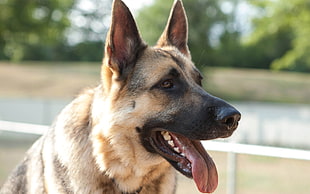 shallow focus photography of adult brown and black German shepherd