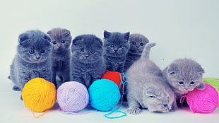 group of Persian kittens surrounded with yarn spools on white surface