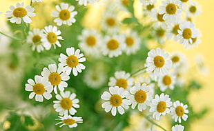 white and yellow flowers HD wallpaper
