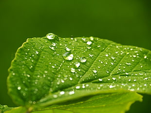 Green Leaf With Water Dew HD wallpaper
