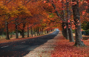 maple leafed trees HD wallpaper