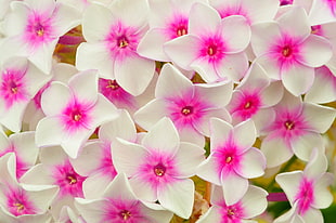white-and-pink Phlox flowers in bloom close-up photo