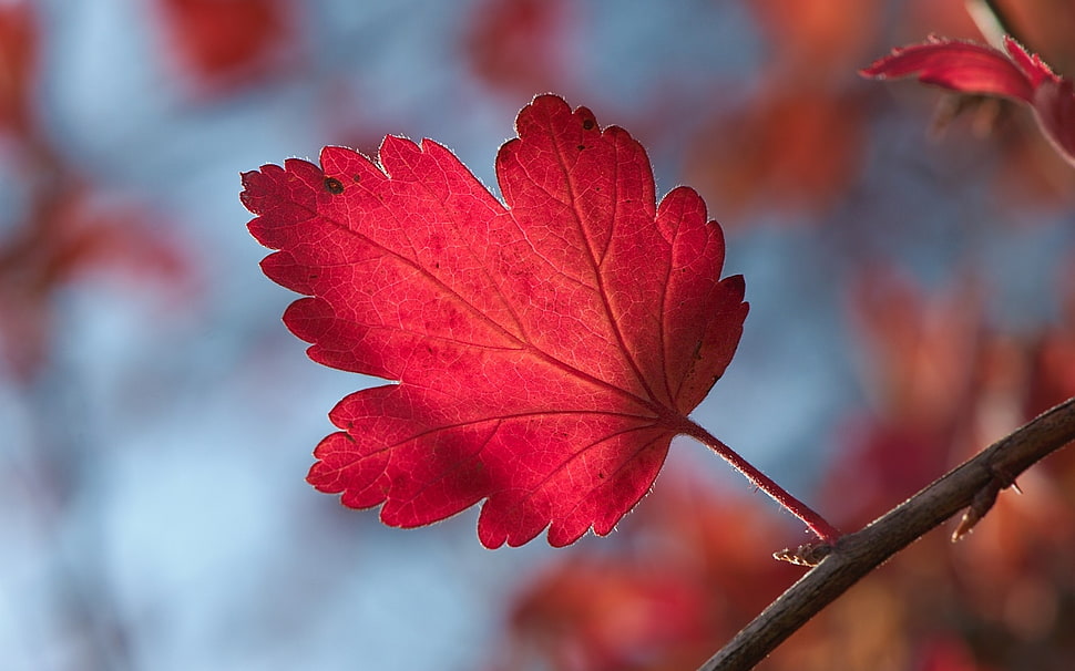 selective photo of red maple-like leaf tree HD wallpaper