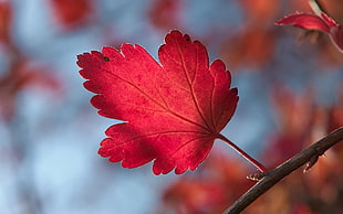 selective photo of red maple-like leaf tree