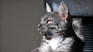 gray coated cat