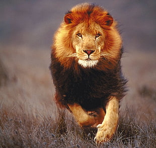 lion running on a field HD wallpaper