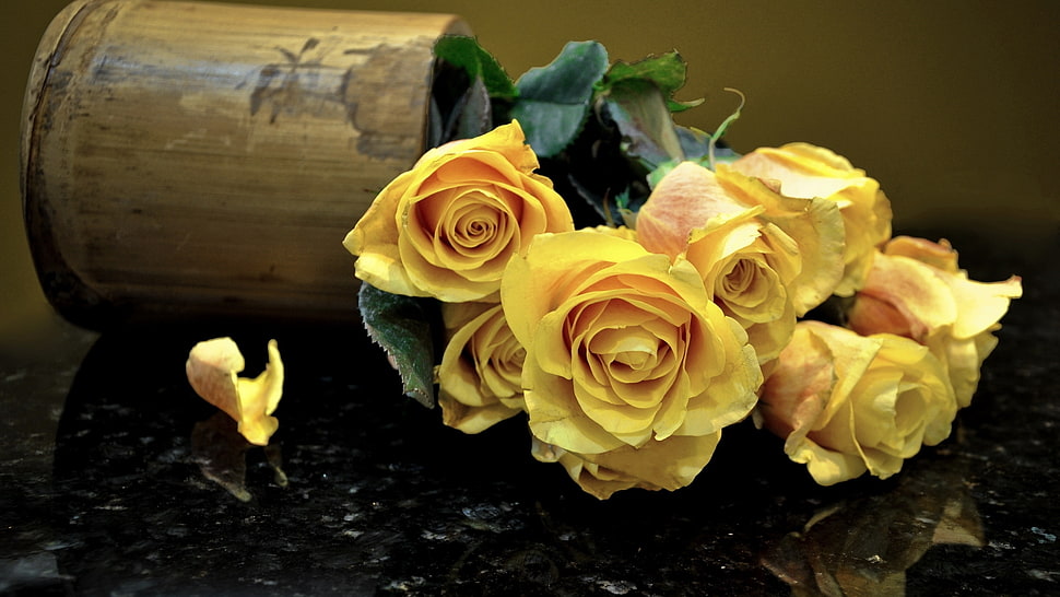 selective focus photography of yellow Rose flowers HD wallpaper