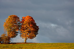green and black tree surrounded grass