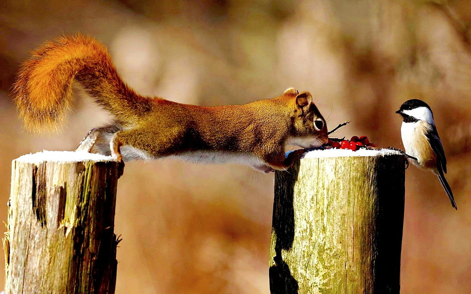 brown squirrel, animals, squirrel, birds, titmouse HD wallpaper