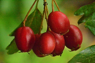 red round fruis