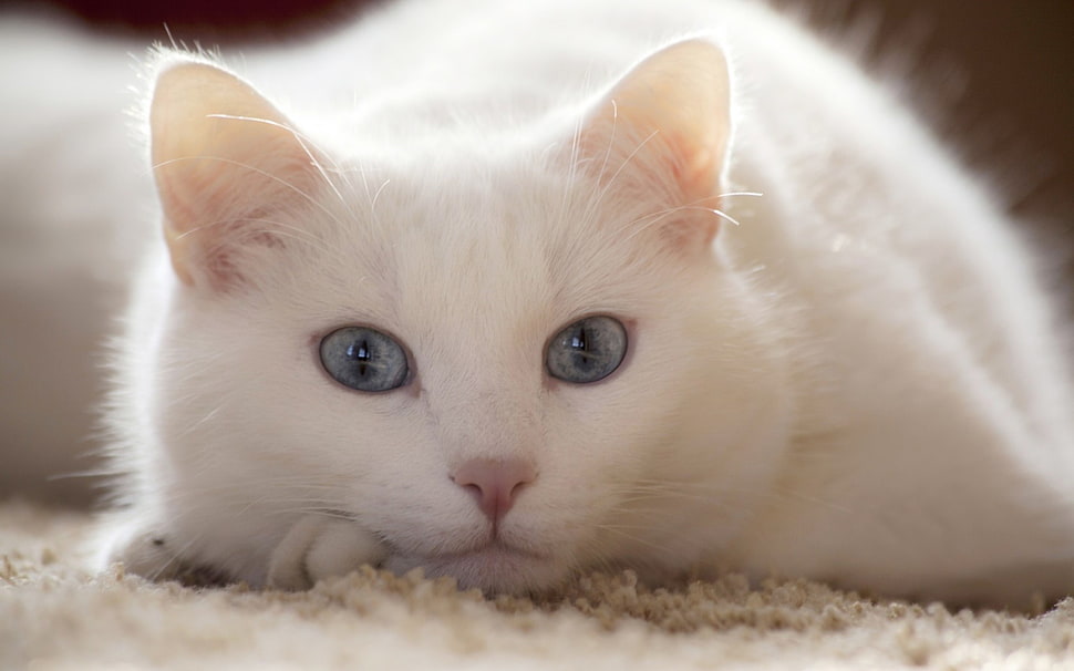 short-fur white cat HD wallpaper