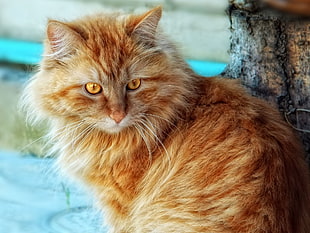 close-up photo of long-fur orange cat HD wallpaper