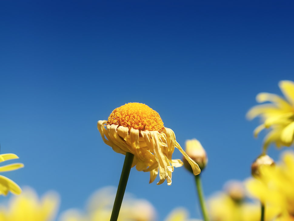 yellow Gerbera flower, daisies, macro, blue, flowers HD wallpaper