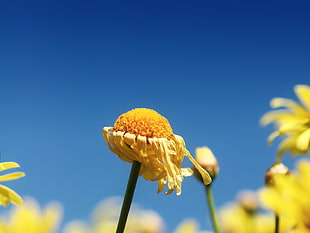 yellow Gerbera flower, daisies, macro, blue, flowers