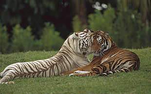 Tiger and Albino tiger HD wallpaper