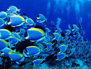 underwater photography of school of tang fish HD wallpaper