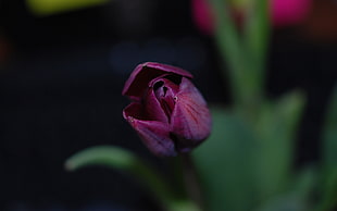 macro shot photography of purple Tulip flower