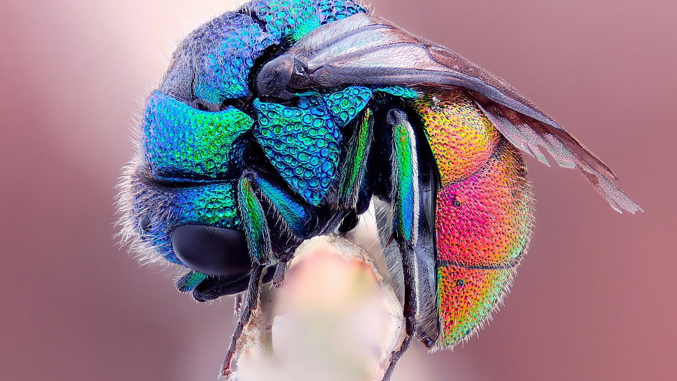 blue and orange winged insect, beetles HD wallpaper