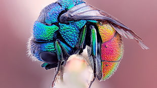 blue and orange winged insect, beetles HD wallpaper