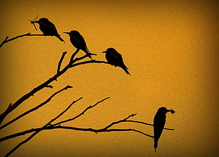 silhouette of four crows illustration HD wallpaper