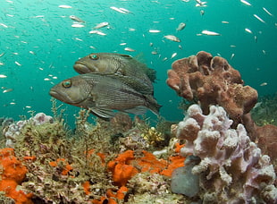 underwater photography of school of fish near on multicolored sea corals HD wallpaper