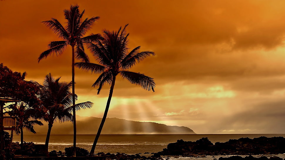 palm trees near sea taken during golden hour, sunset, sunlight, landscape, nature HD wallpaper