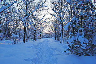 foot path on snow between tall trees
