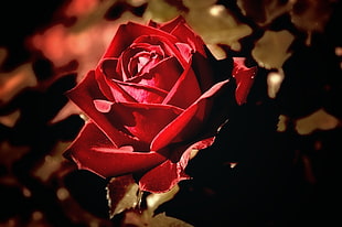macro photography of red rose