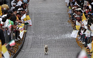 short-coated brown dog, dog, running, people, animals