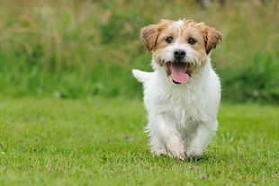 brown and white Jack Russell Terrier on green grass during daytime