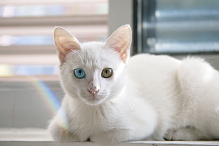 white and gray tabby cat, cat, heterochromia, animals, pet