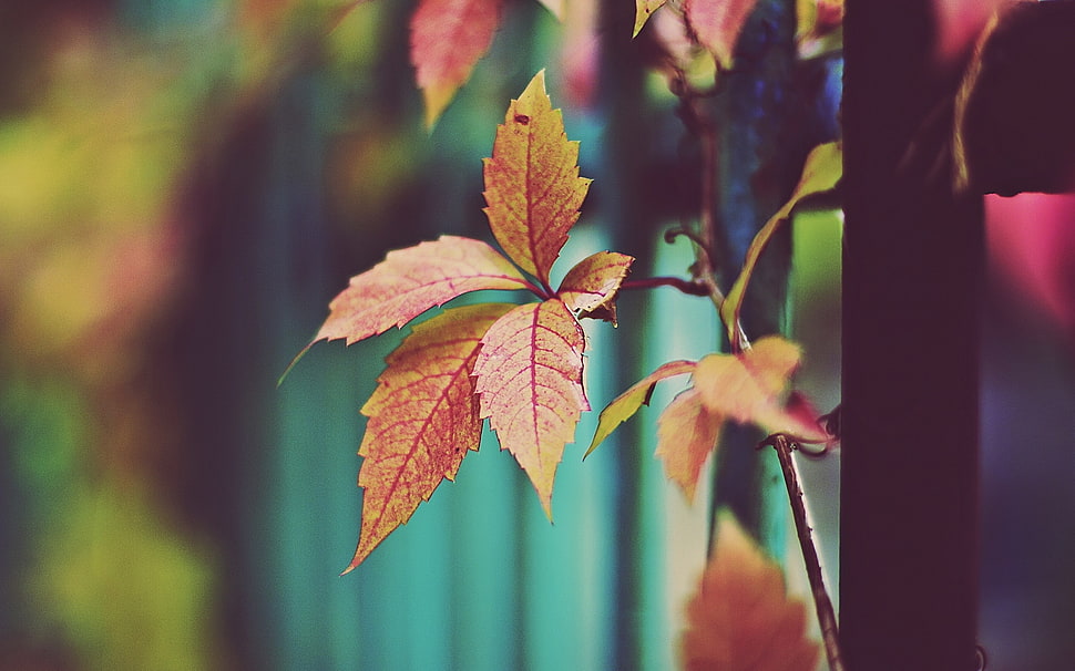 close-up photo of brown leaf HD wallpaper