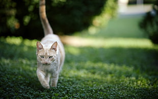 tilt-shift photo of orange cat walk on green grass