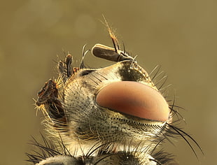 Insect,  Antennae,  Eyes,  Head HD wallpaper