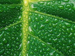water dew on leaf HD wallpaper