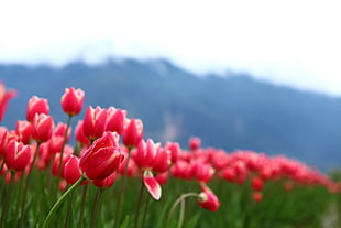 selective focus photography of pink tulip field, canada