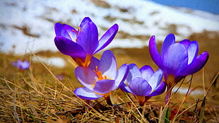 purple and yellow petaled flower, crocus, purple flowers, nature, flowers HD wallpaper