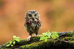focus photography of gray and brown owl HD wallpaper