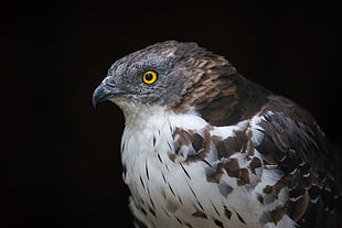 animal photography of white and brown eagle, european honey buzzard, honey buzzard HD wallpaper